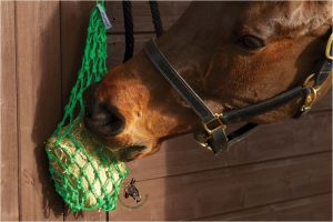 Equilibrium VitaMunch Feeding Net