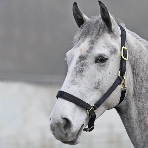 Shires Topaz Nylon Headcollar (387) - Image 7