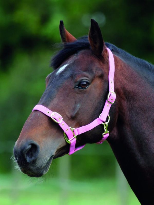 Shires Nylon Headcollar (384B) - Image 5