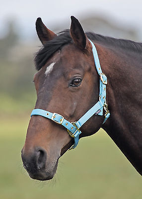 Shires Nylon Headcollar (384B)