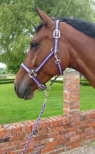 JHL Head Collar & Lead Rope Set