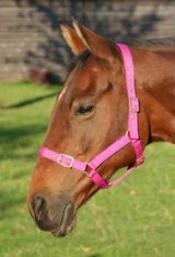 JHL Orion Headcollar Fuchsia Pony