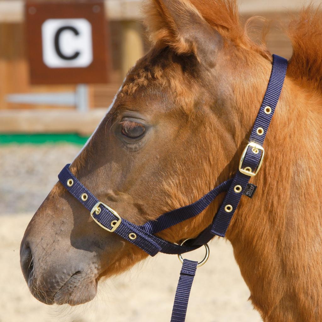 Shires Foal Slip (379B)