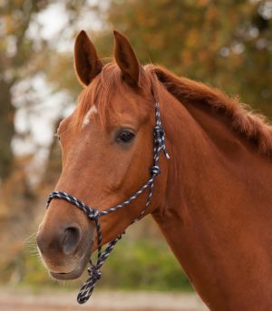 Rope Halter