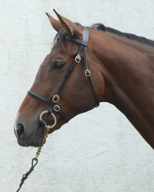 Classic In-Hand Bridle